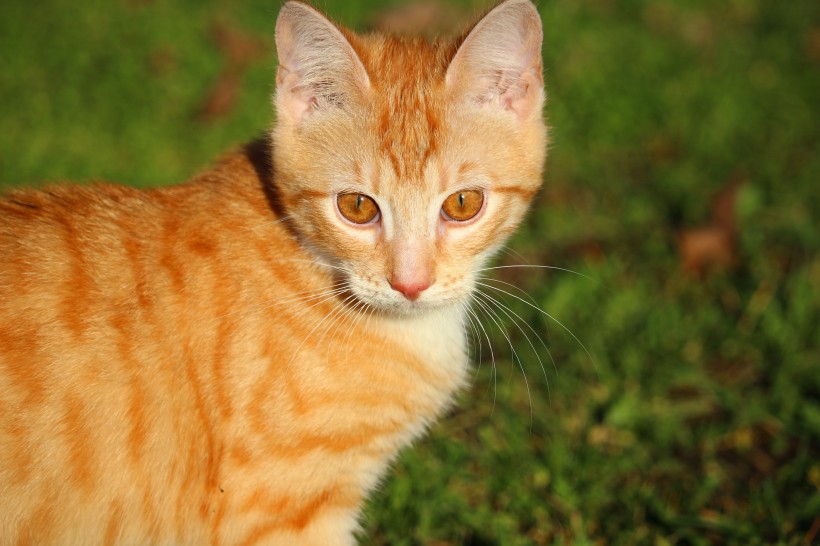 宠物猫品种图片 顽皮的虎斑猫图片