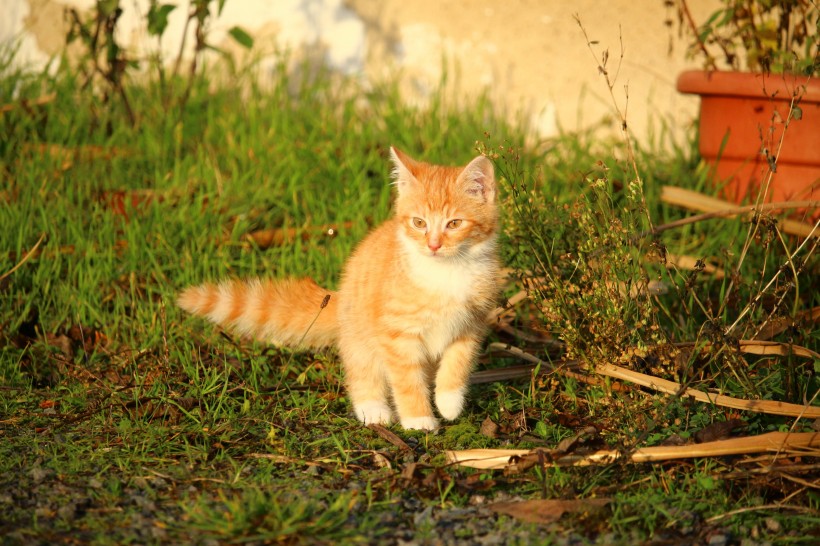 宠物猫品种图片 顽皮的虎斑猫图片