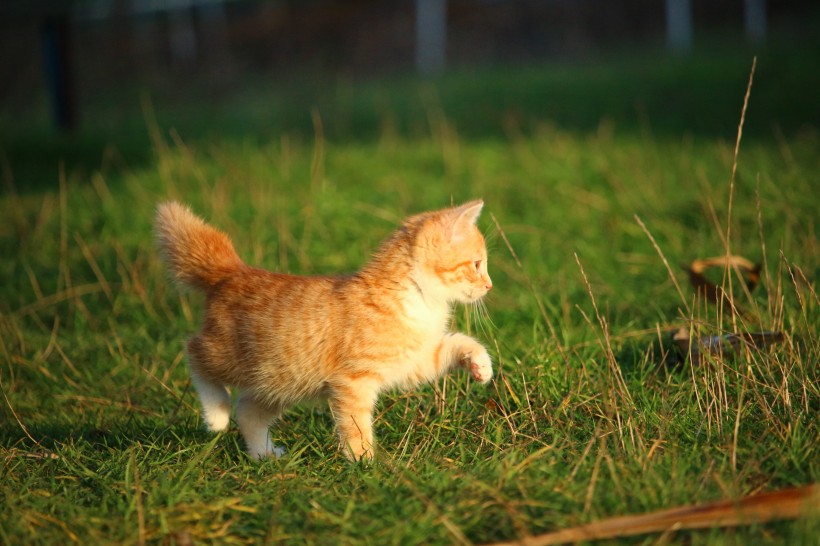 宠物猫品种图片 顽皮的虎斑猫图片
