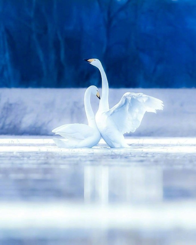 芬兰旅游大雪纷飞梦幻的雪白世界图片