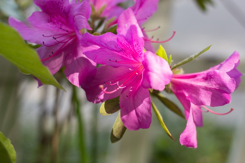 灌木绿植绽放的山石榴又名杜鹃花图片