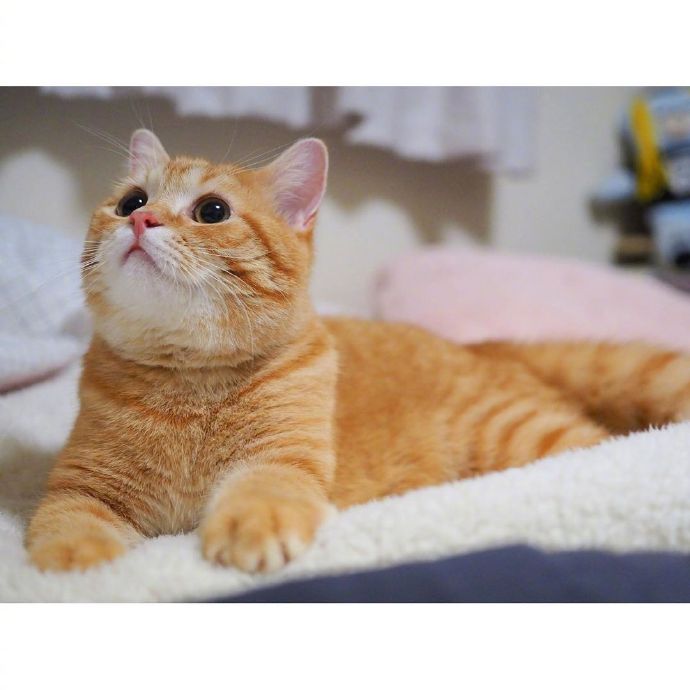 宠物猫圆乎乎的小肥橘猫图片 ​