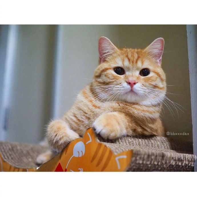 宠物猫圆乎乎的小肥橘猫图片 ​