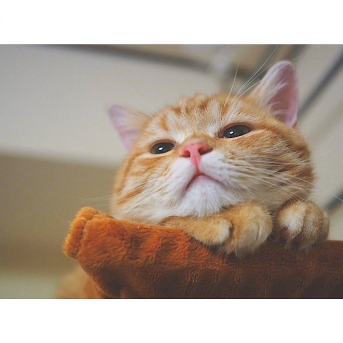 宠物猫圆乎乎的小肥橘猫图片 ​