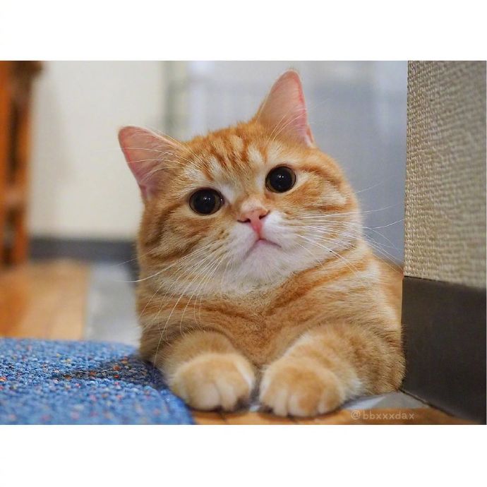 宠物猫圆乎乎的小肥橘猫图片 ​