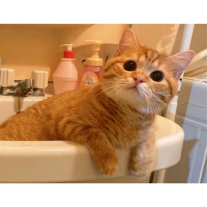 宠物猫圆乎乎的小肥橘猫图片 ​