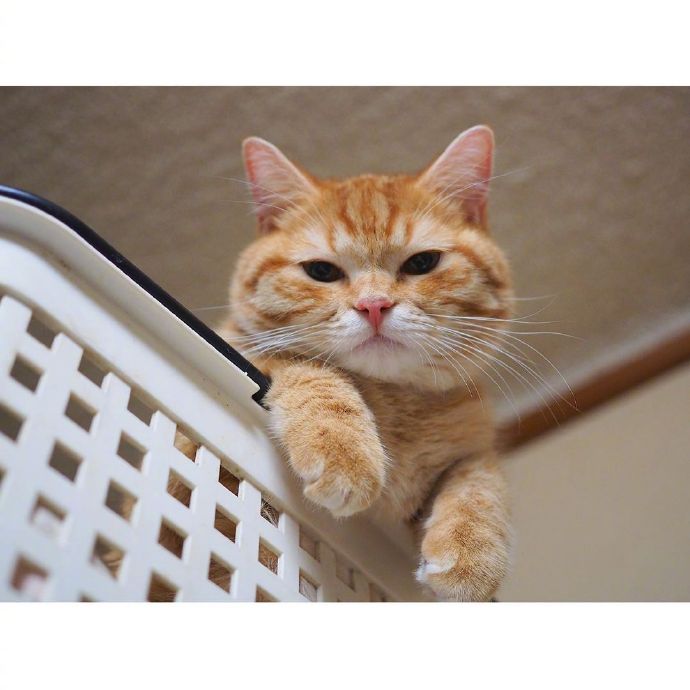 宠物猫圆乎乎的小肥橘猫图片 ​