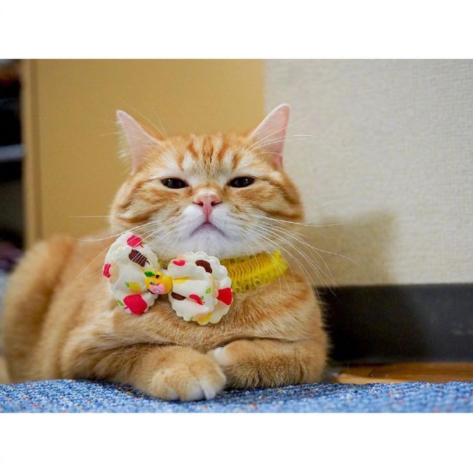 宠物猫圆乎乎的小肥橘猫图片 ​