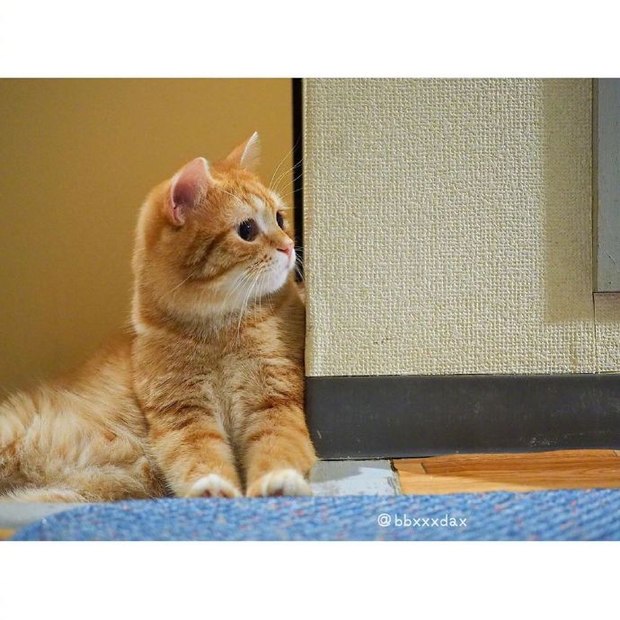 宠物猫圆乎乎的小肥橘猫图片 ​