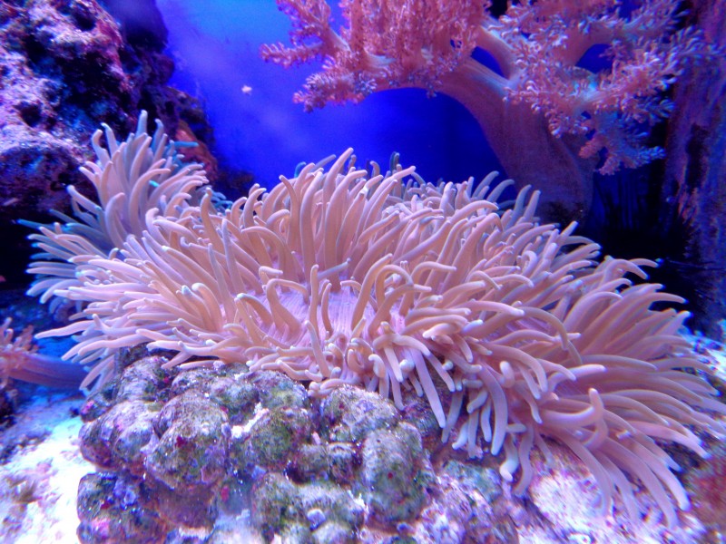 深海里的珊瑚和珊瑚礁图片