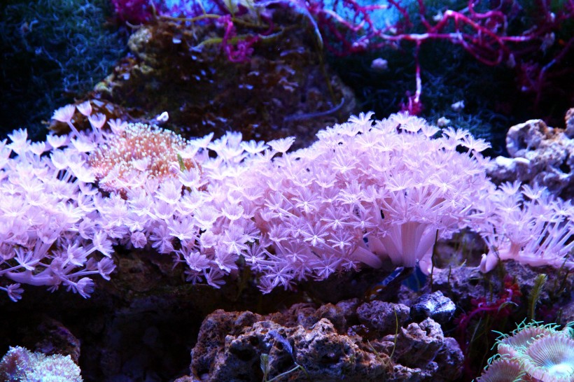 深海里的珊瑚和珊瑚礁图片