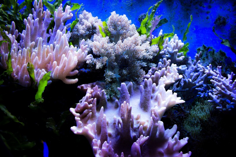 深海里的珊瑚和珊瑚礁图片
