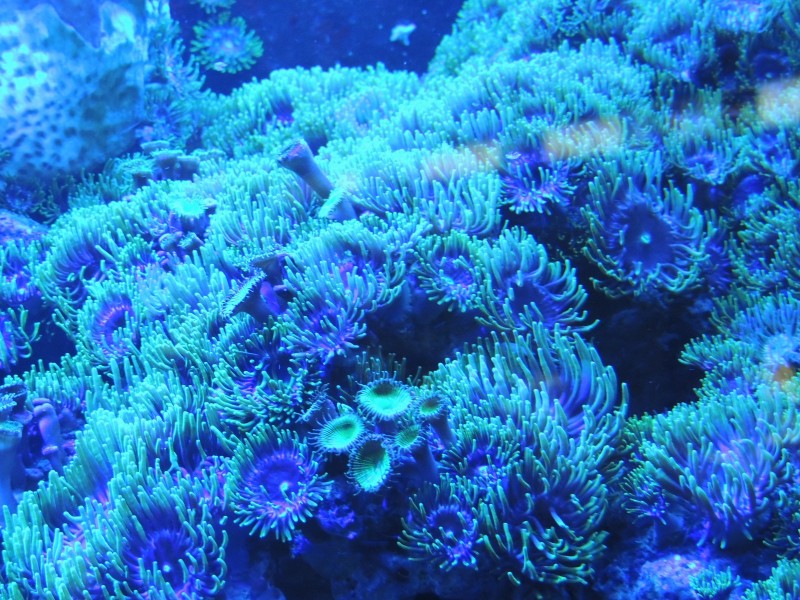 深海里的珊瑚和珊瑚礁图片