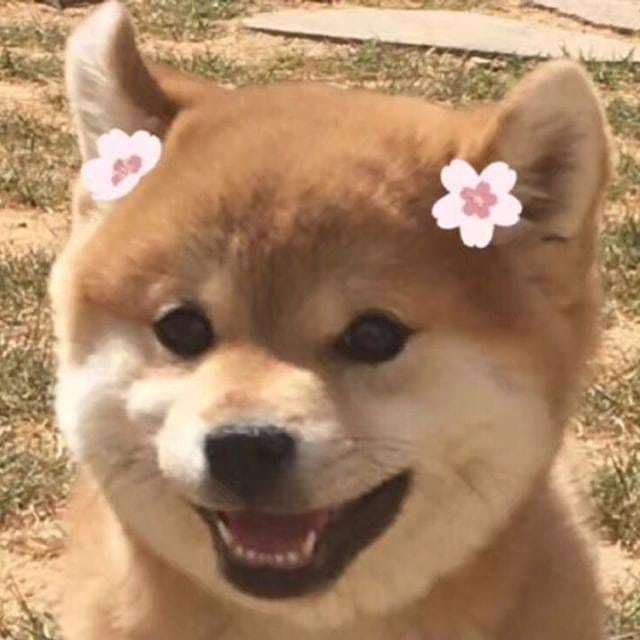 犬类狗狗图片治愈的小肉柴犬图片