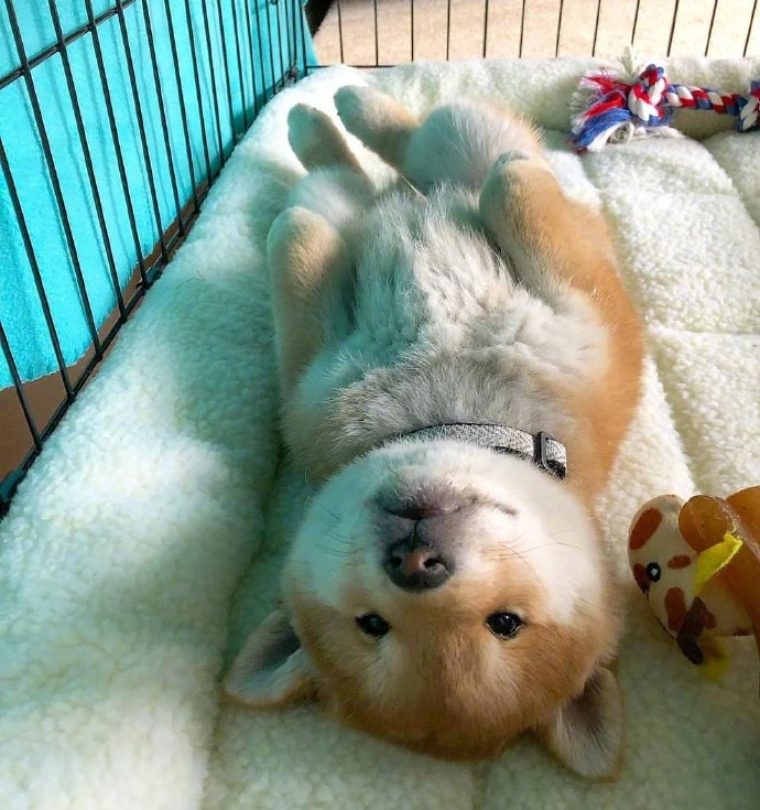 犬类狗狗图片治愈的小肉柴犬图片