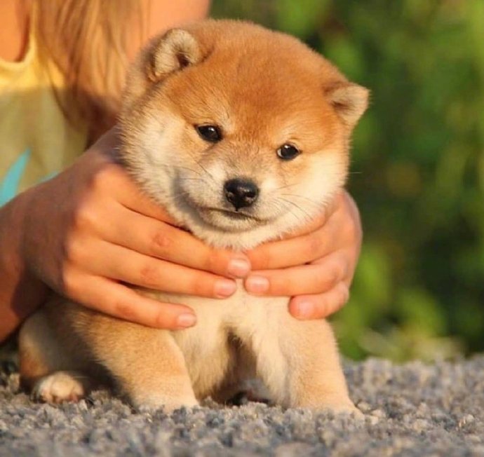 犬类狗狗图片治愈的小肉柴犬图片