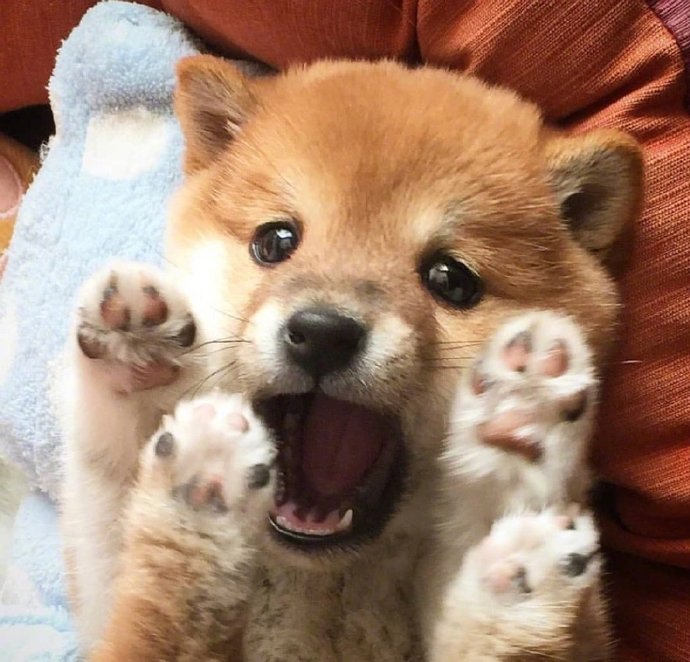 犬类狗狗图片治愈的小肉柴犬图片