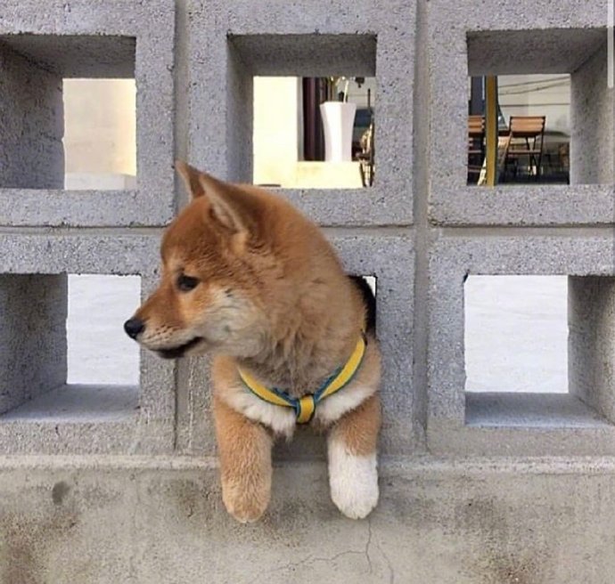 犬类狗狗图片治愈的小肉柴犬图片