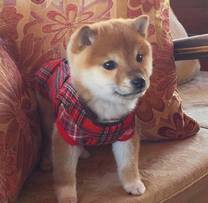 犬类狗狗图片治愈的小肉柴犬图片