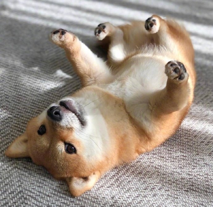 犬类狗狗图片治愈的小肉柴犬图片