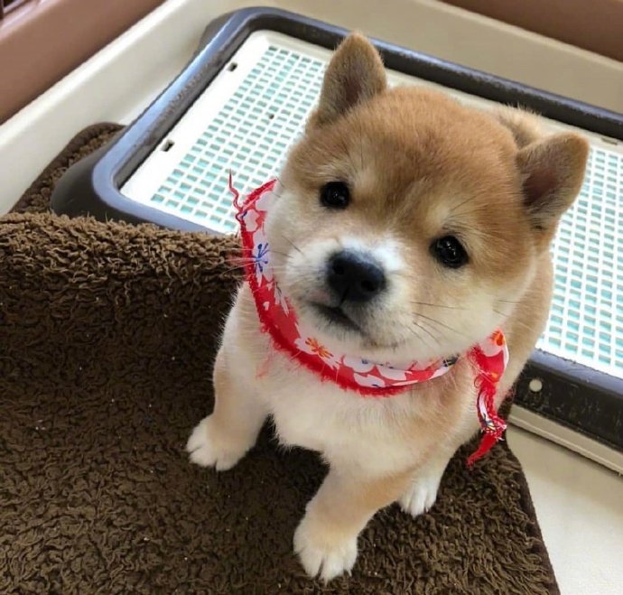 犬类狗狗图片治愈的小肉柴犬图片