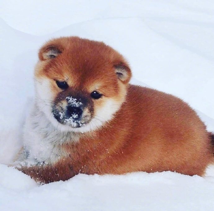 犬类狗狗图片治愈的小肉柴犬图片