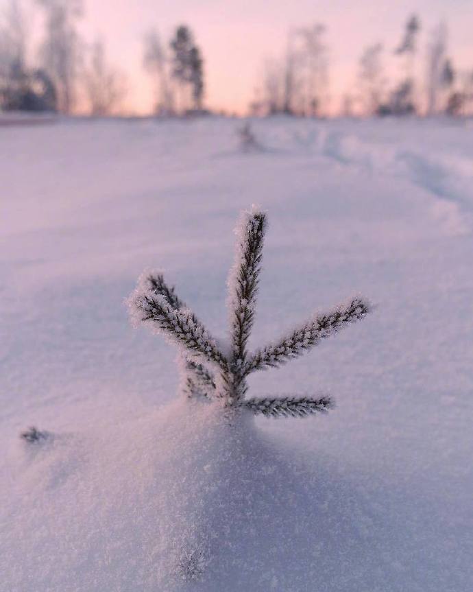 雪地里的黄昏自然风景图片