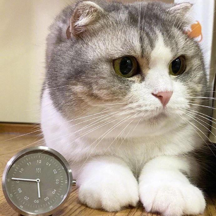 宠物小猫咪图片大全 可爱猫咪图片