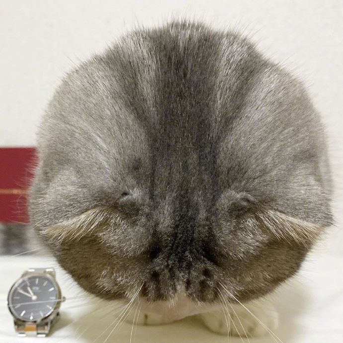 宠物小猫咪图片大全 可爱猫咪图片