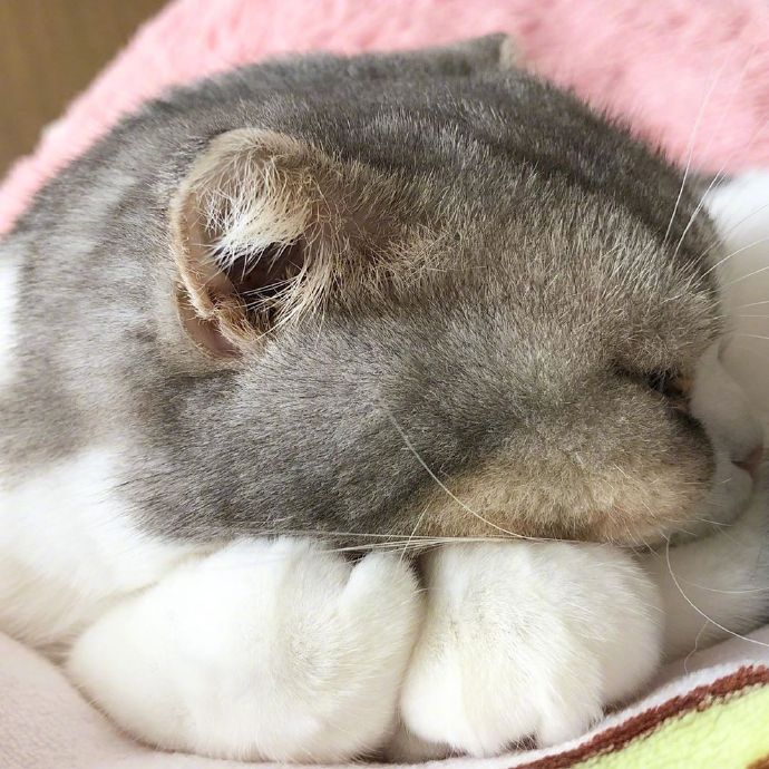 宠物小猫咪图片大全 可爱猫咪图片