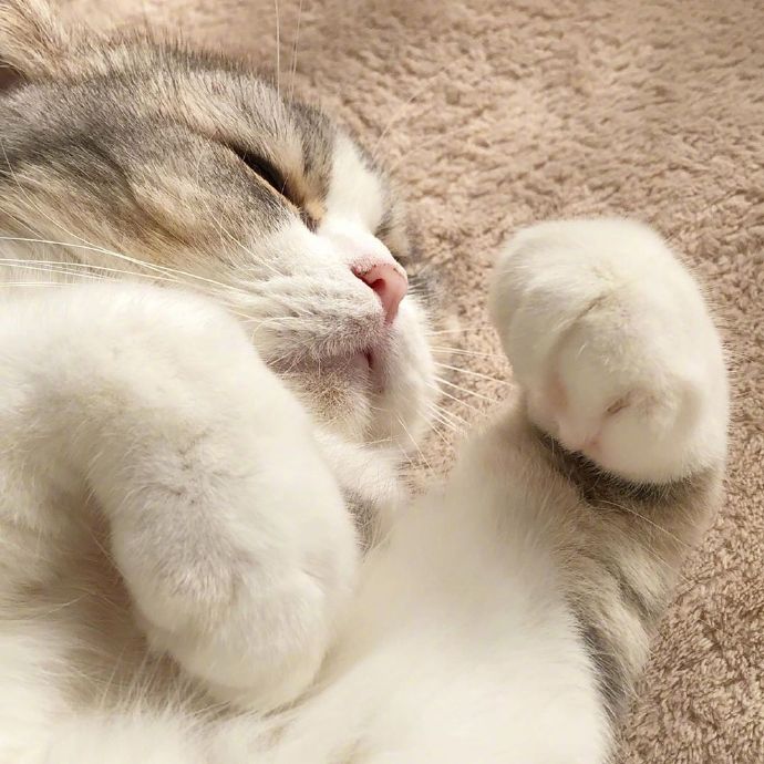 宠物小猫咪图片大全 可爱猫咪图片