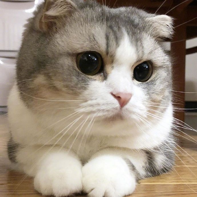 宠物小猫咪图片大全 可爱猫咪图片