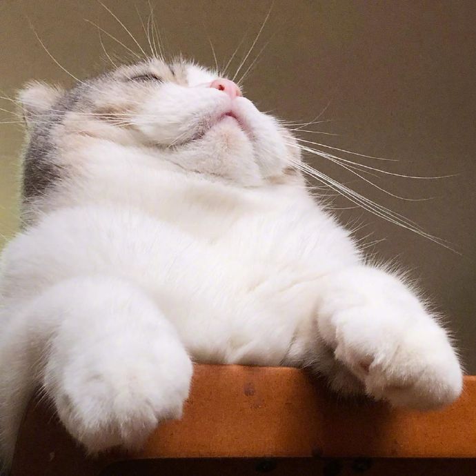 宠物小猫咪图片大全 可爱猫咪图片