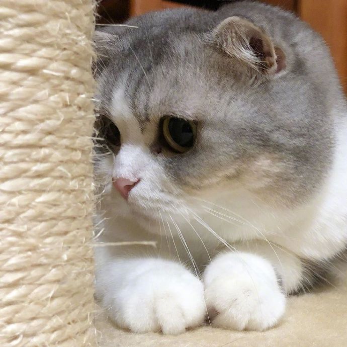 宠物小猫咪图片大全 可爱猫咪图片