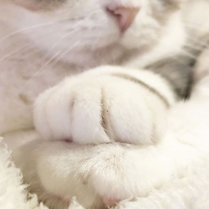 宠物小猫咪图片大全 可爱猫咪图片