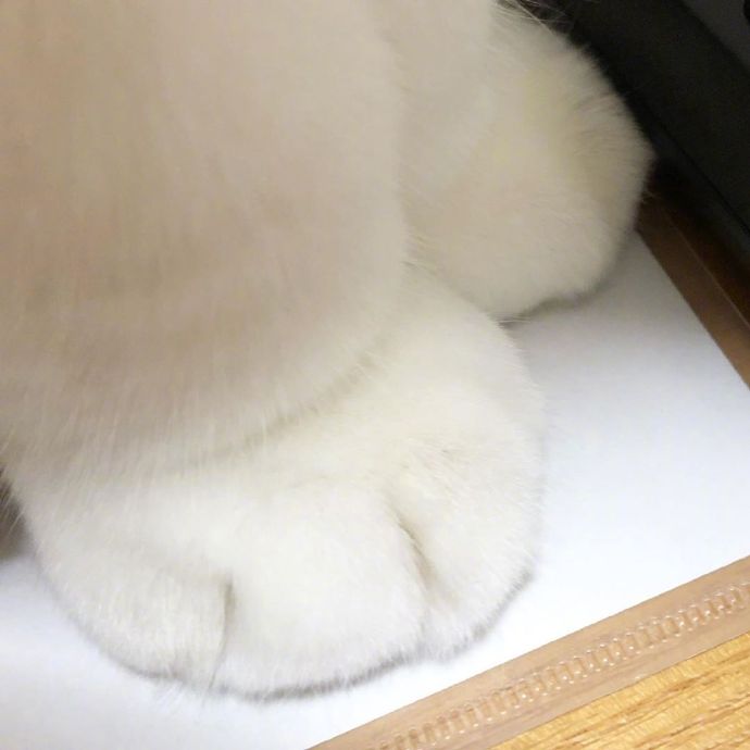 宠物小猫咪图片大全 可爱猫咪图片