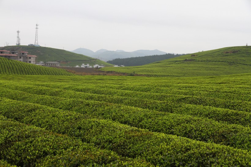 绿色风景优美的茶树图片