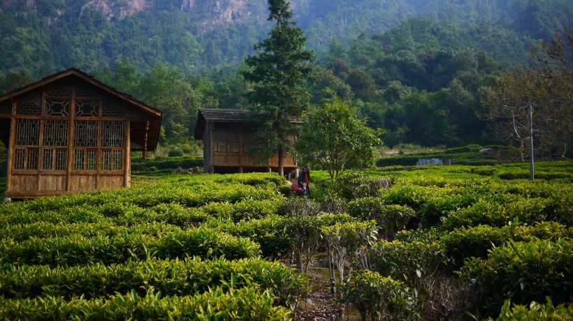 绿色风景优美的茶树图片