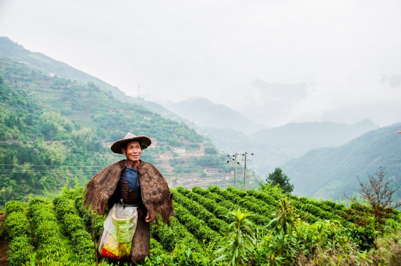 绿色风景优美的茶树图片