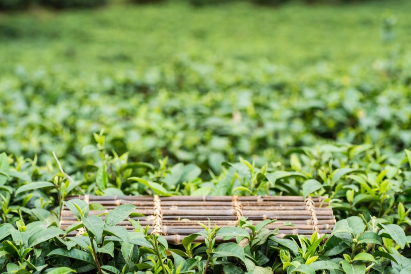 绿色风景优美的茶树图片