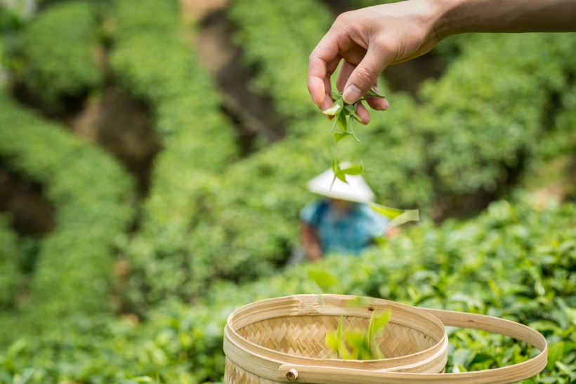 绿色风景优美的茶树图片