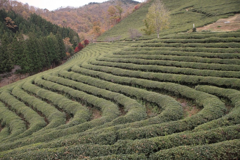 绿色风景优美的茶树图片