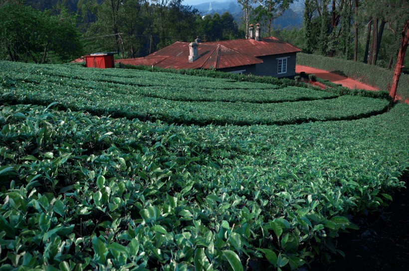 绿色风景优美的茶树图片