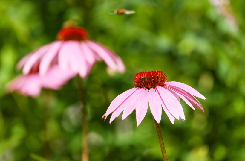 草本植物松果菊花卉图片