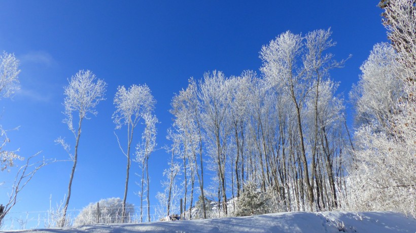 冬日里的皑皑白雪风景图片