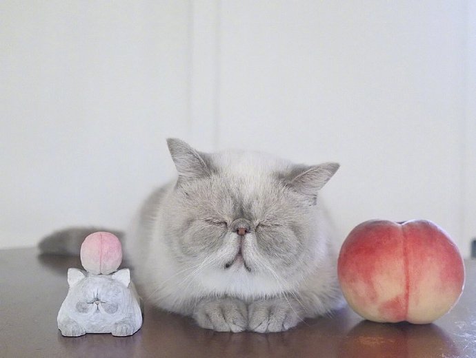 宠物猫咪图片 这就是我周一的状态
