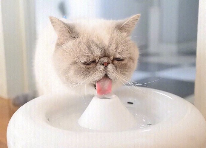 宠物猫咪图片 这就是我周一的状态