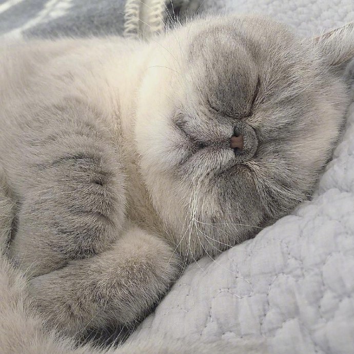 宠物猫咪图片 这就是我周一的状态
