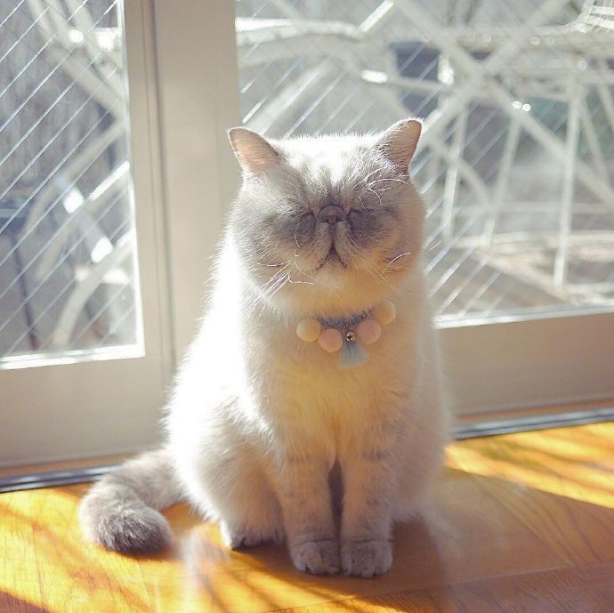 宠物猫咪图片 这就是我周一的状态