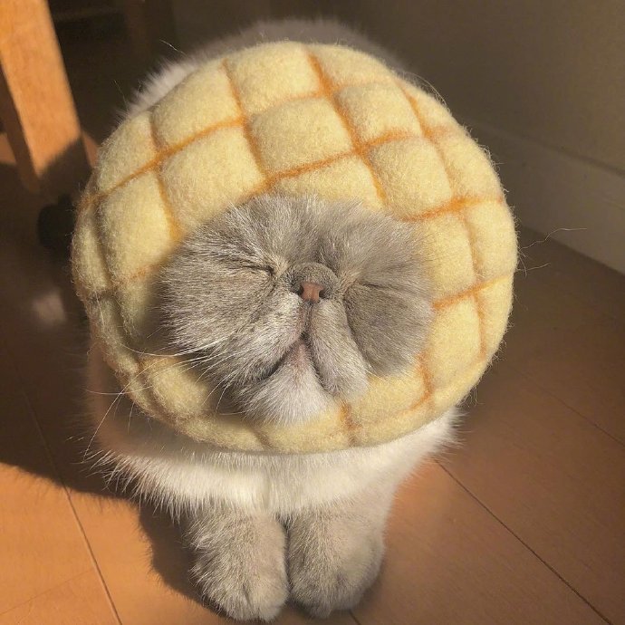宠物猫咪图片 这就是我周一的状态